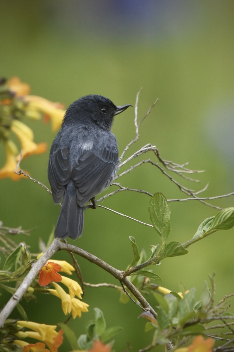 Kurşuni Çiçekdelen - ML614893108