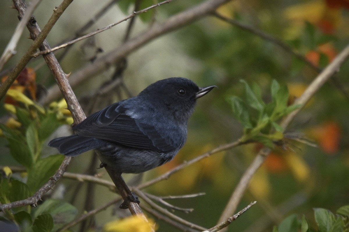 Kurşuni Çiçekdelen - ML614893109