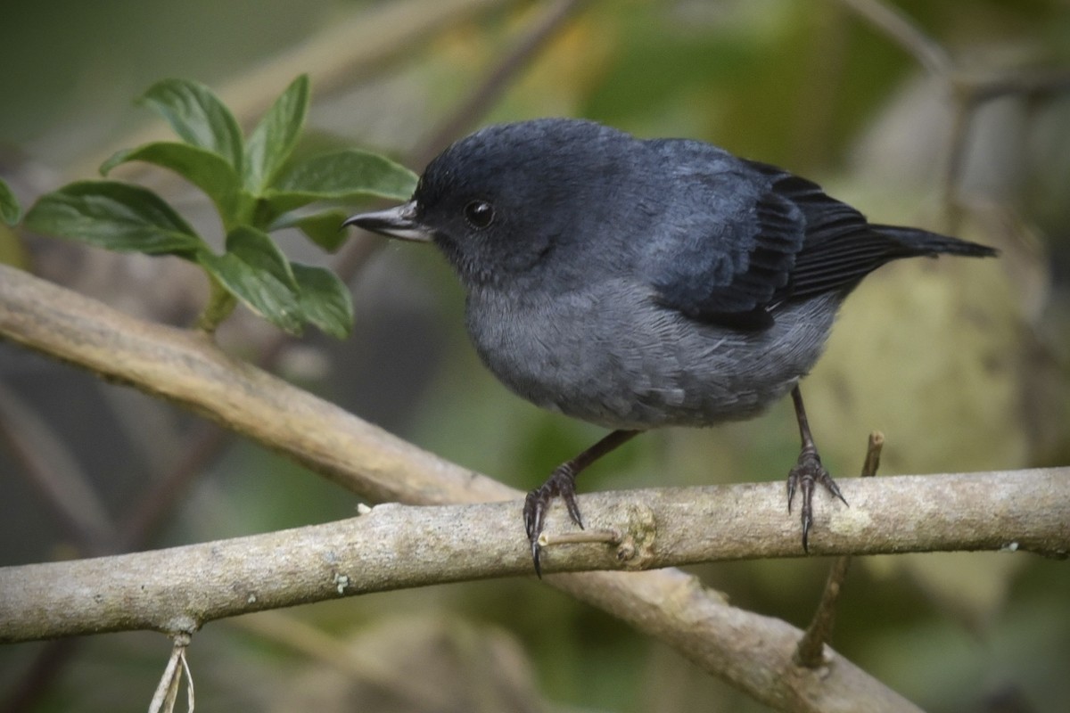 Kurşuni Çiçekdelen - ML614893110