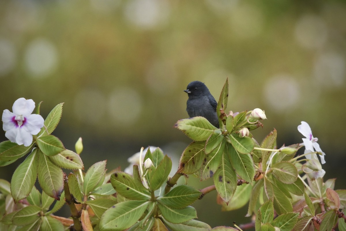 Kurşuni Çiçekdelen - ML614893111