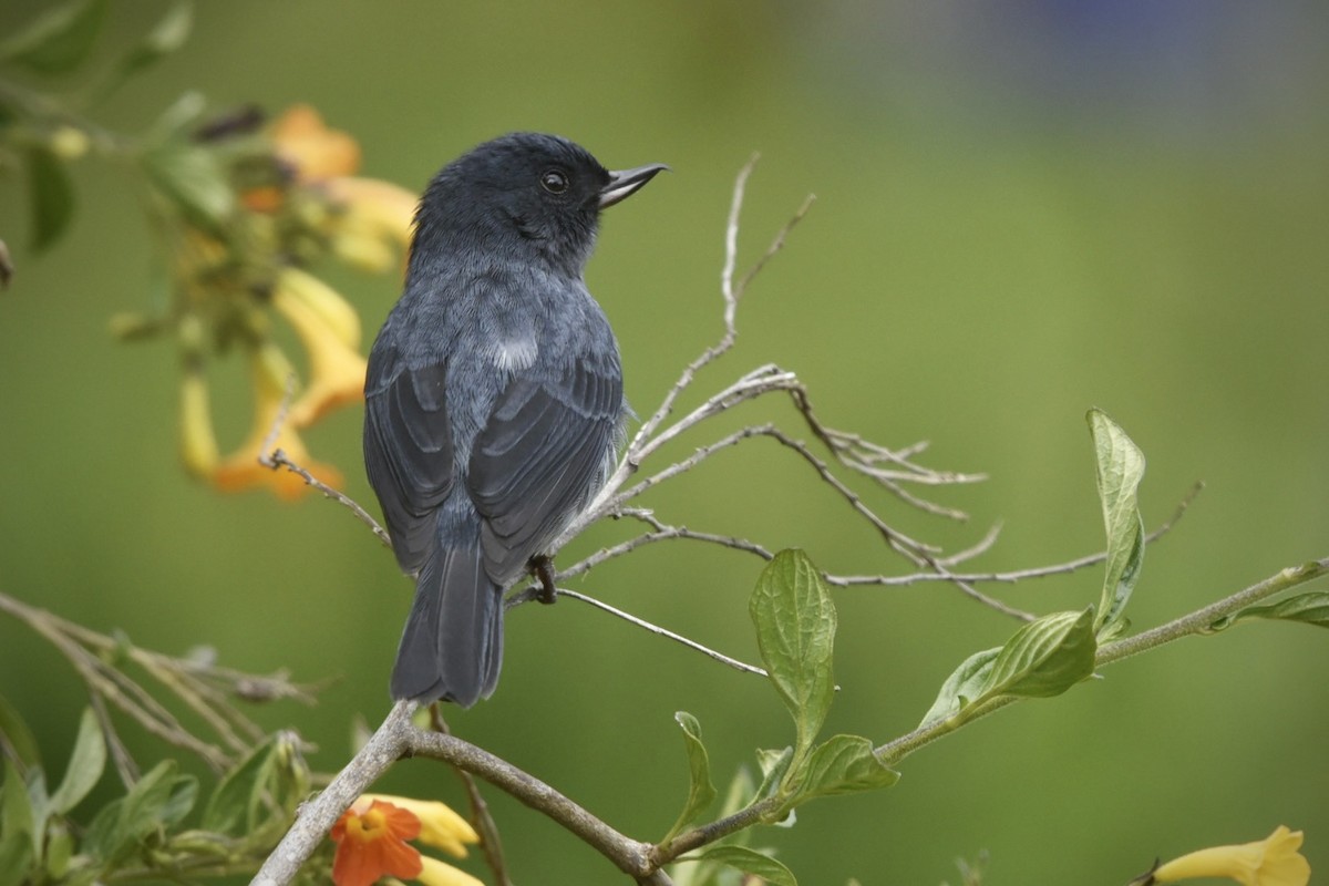 Kurşuni Çiçekdelen - ML614893112