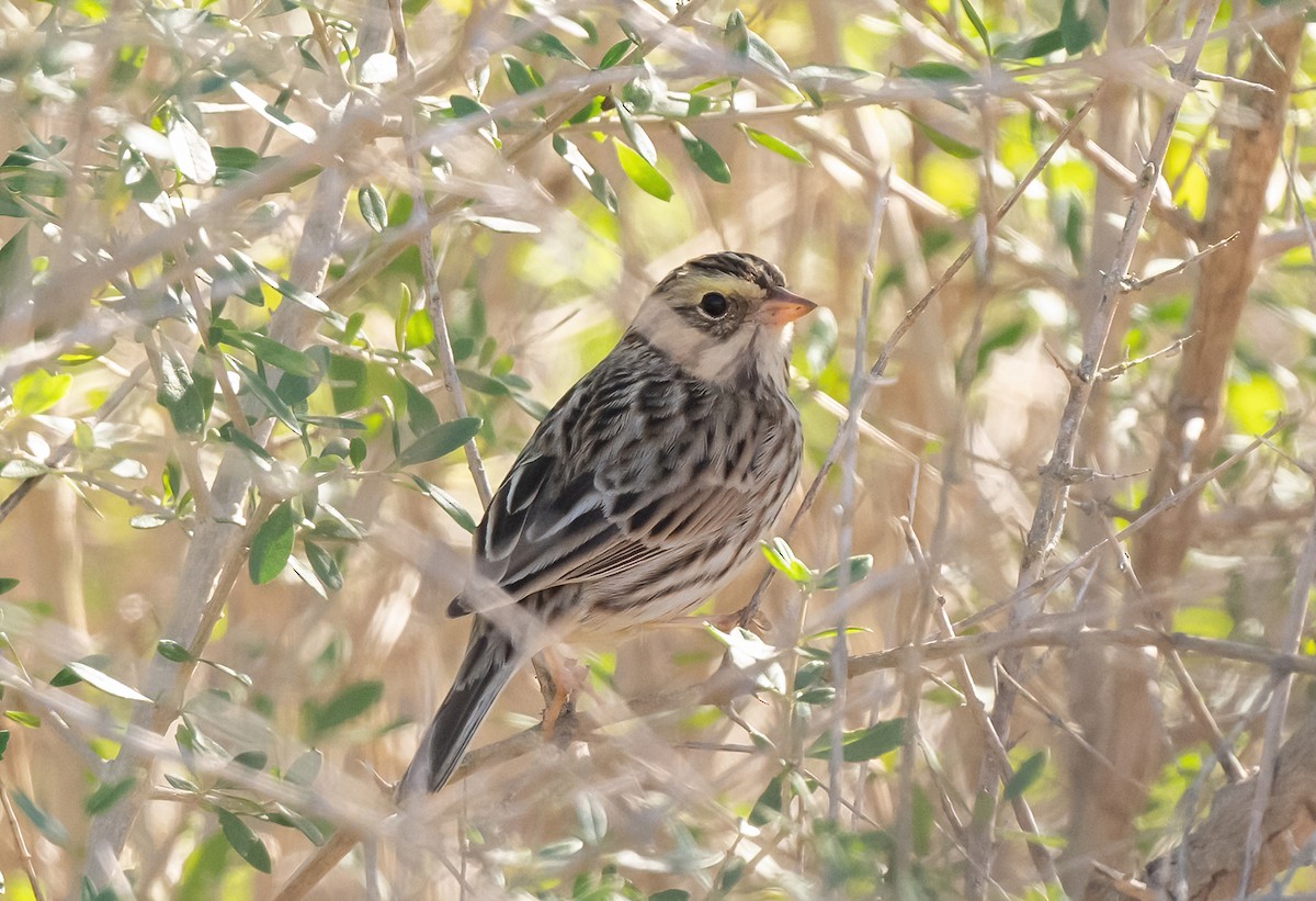 Savannah Sparrow - ML614893137