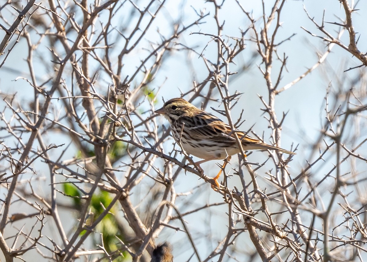 Savannah Sparrow - ML614893140