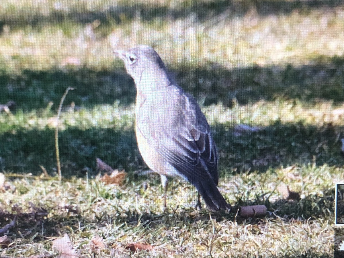 American Robin - ML614893148