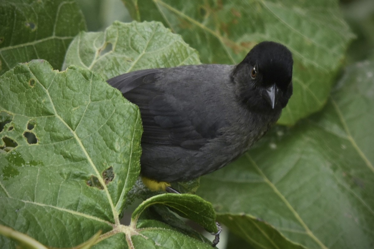 Kosta Rika Sarı Paçalı Serçesi - ML614893149