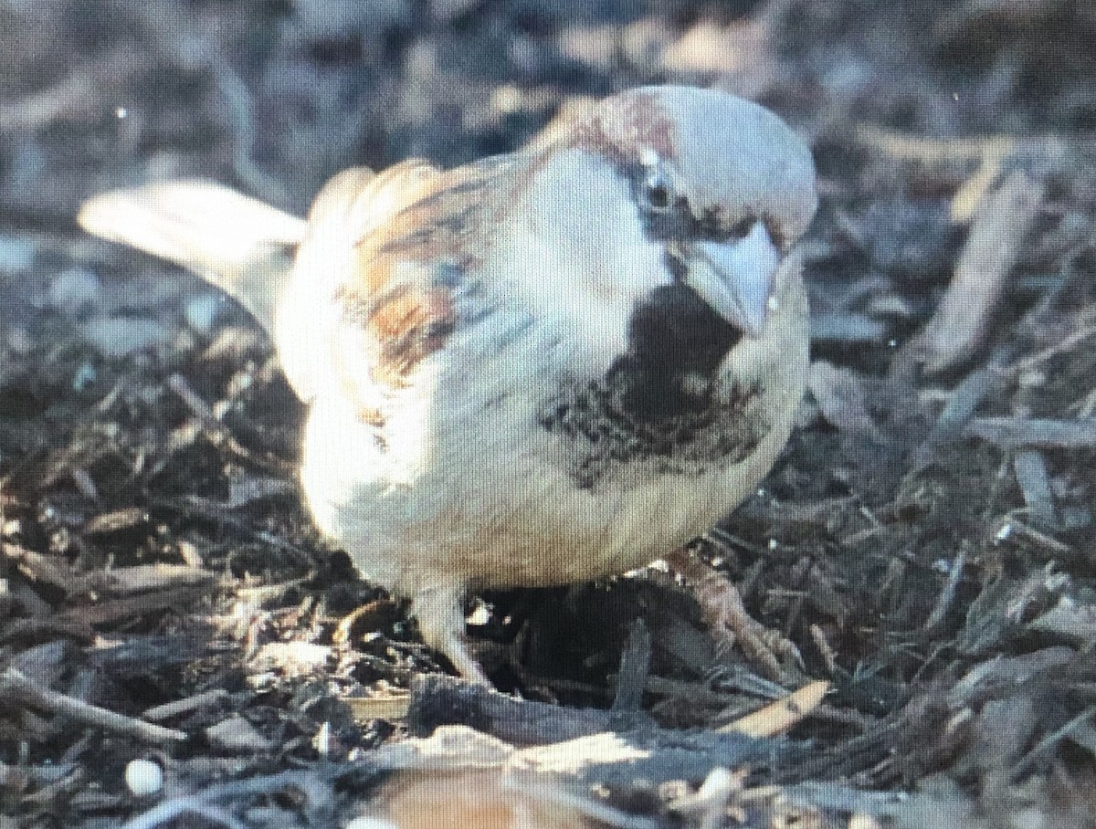 House Sparrow - ML614893152