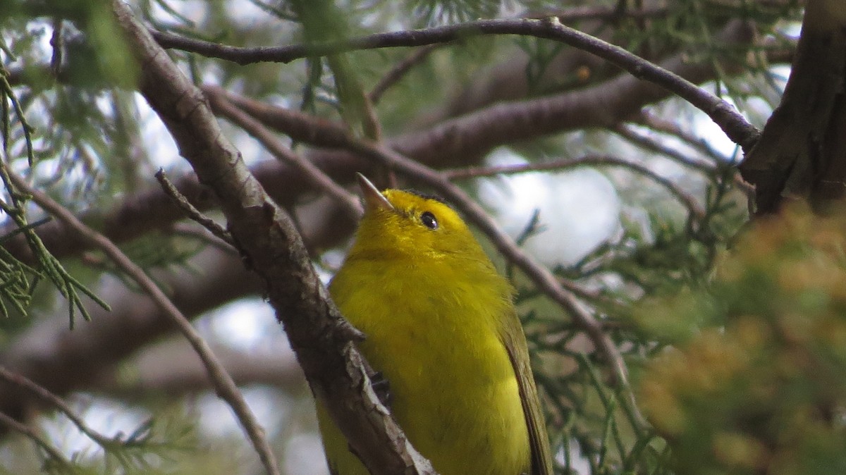 Wilson's Warbler - ML614893189