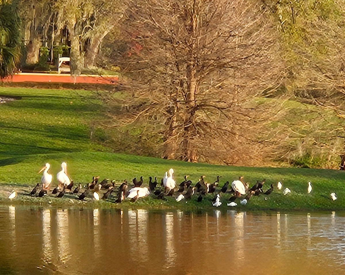 American White Pelican - ML614893190