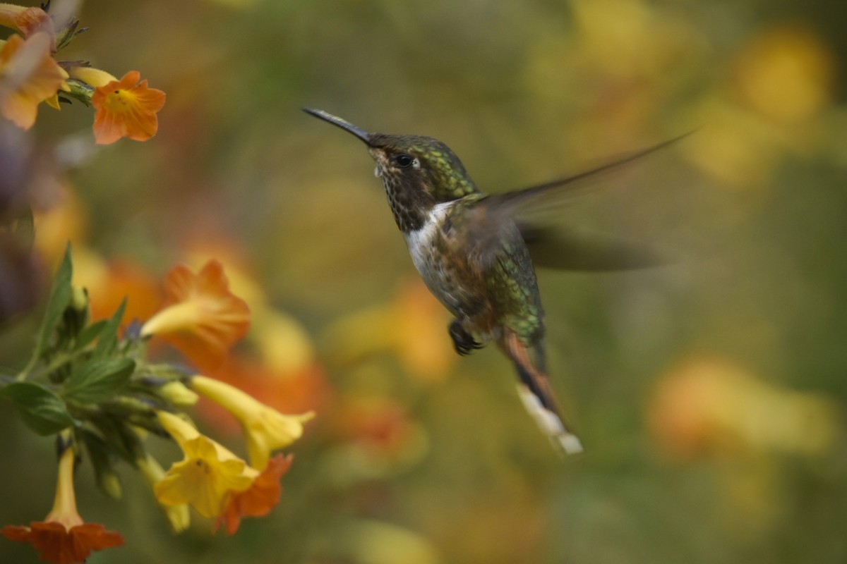 Yanardağ Kolibrisi - ML614893200