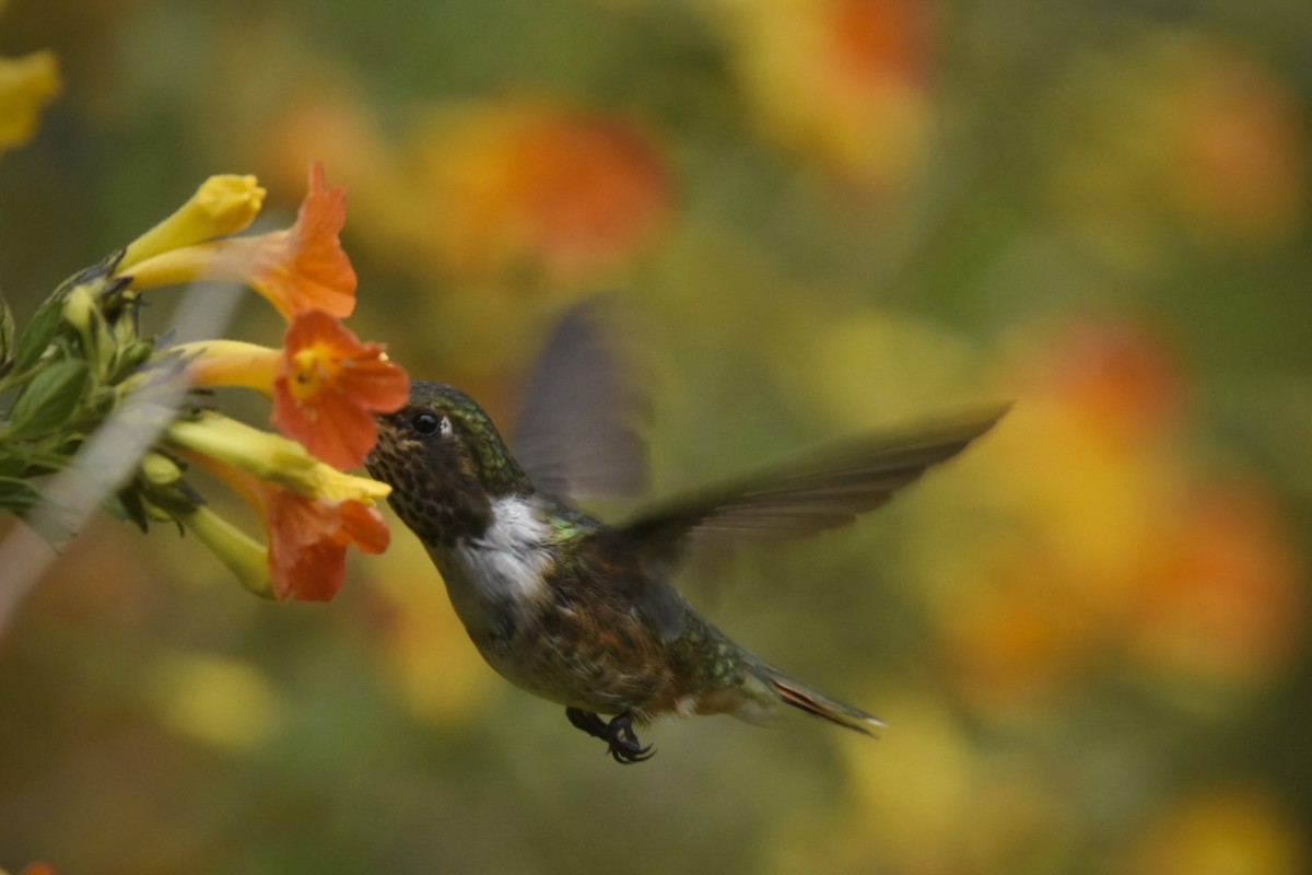 Yanardağ Kolibrisi - ML614893201