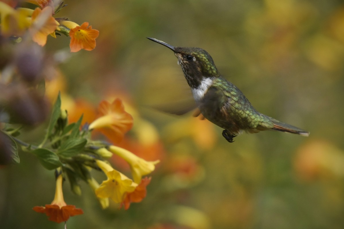 Yanardağ Kolibrisi - ML614893202