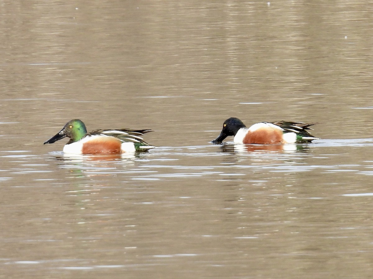 Canard souchet - ML614893203