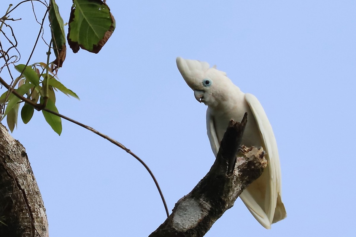 Cacatúa de las Salomón - ML614893249