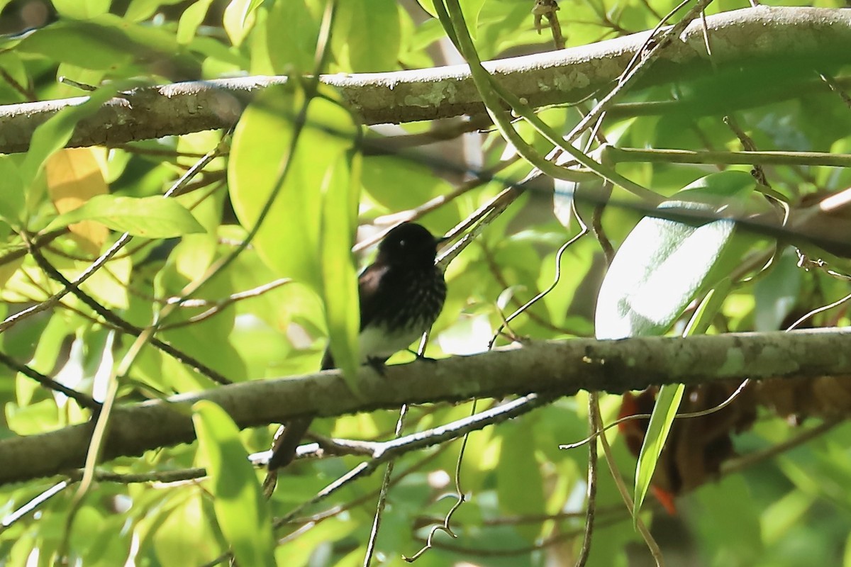 White-winged Fantail - ML614893259