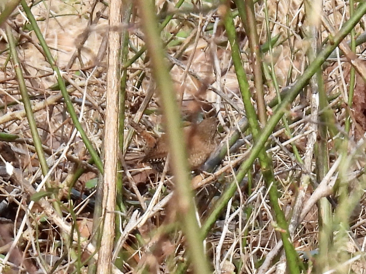 Winter Wren - ML614893266