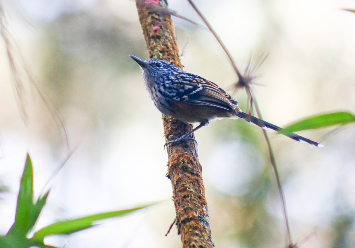 Streak-headed Antbird - ML614893267