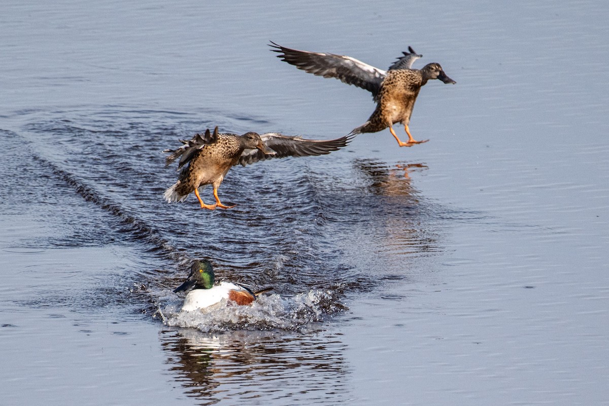 Northern Shoveler - ML614893310