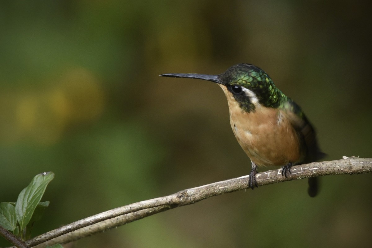 フジノドシロメジリハチドリ - ML614893317