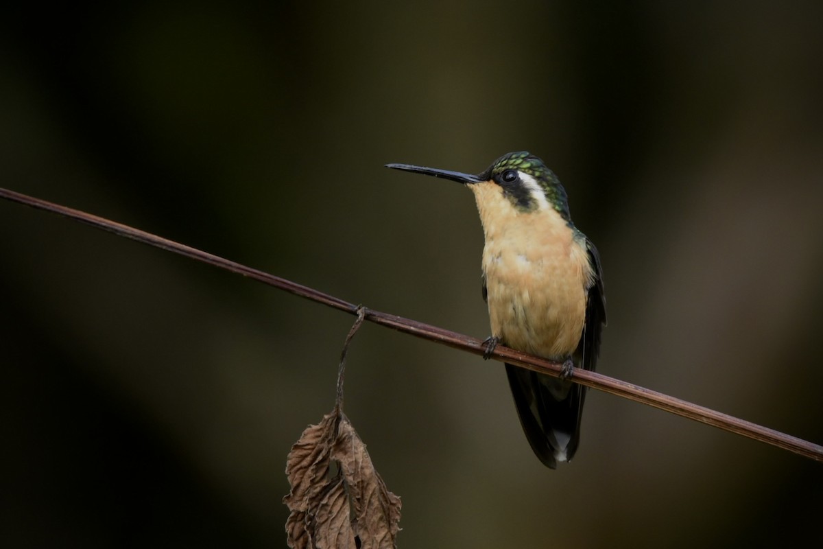 Colibrí Gorjipúrpura - ML614893318