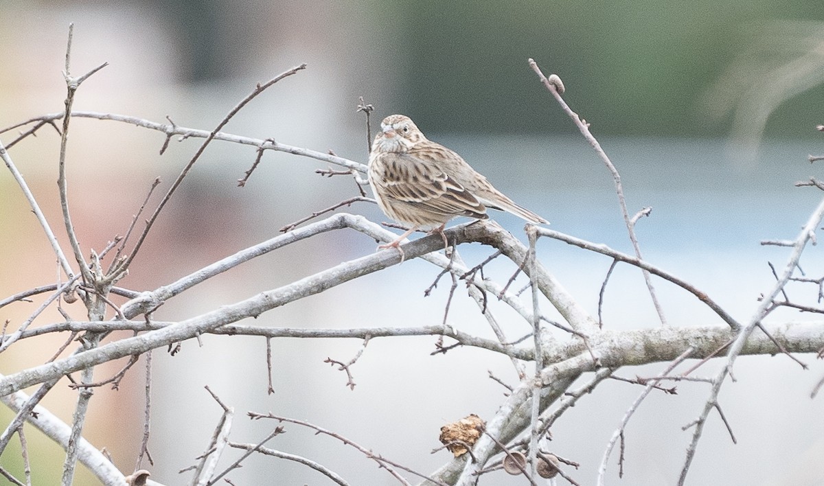 Vesper Sparrow - ML614893319