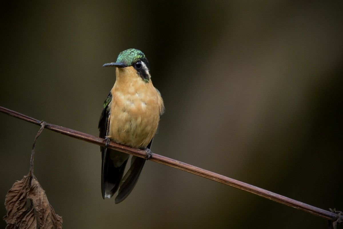 Purple-throated Mountain-gem - Fred Muller