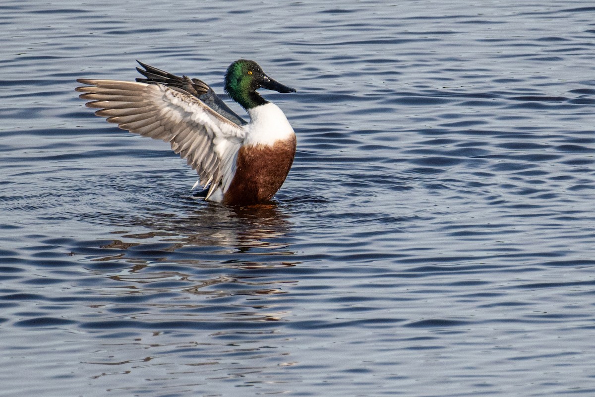 Northern Shoveler - ML614893323