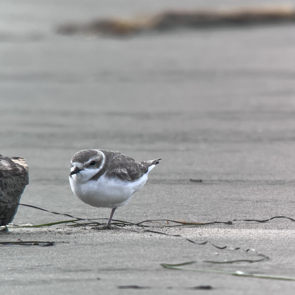 Snowy Plover - ML614893383