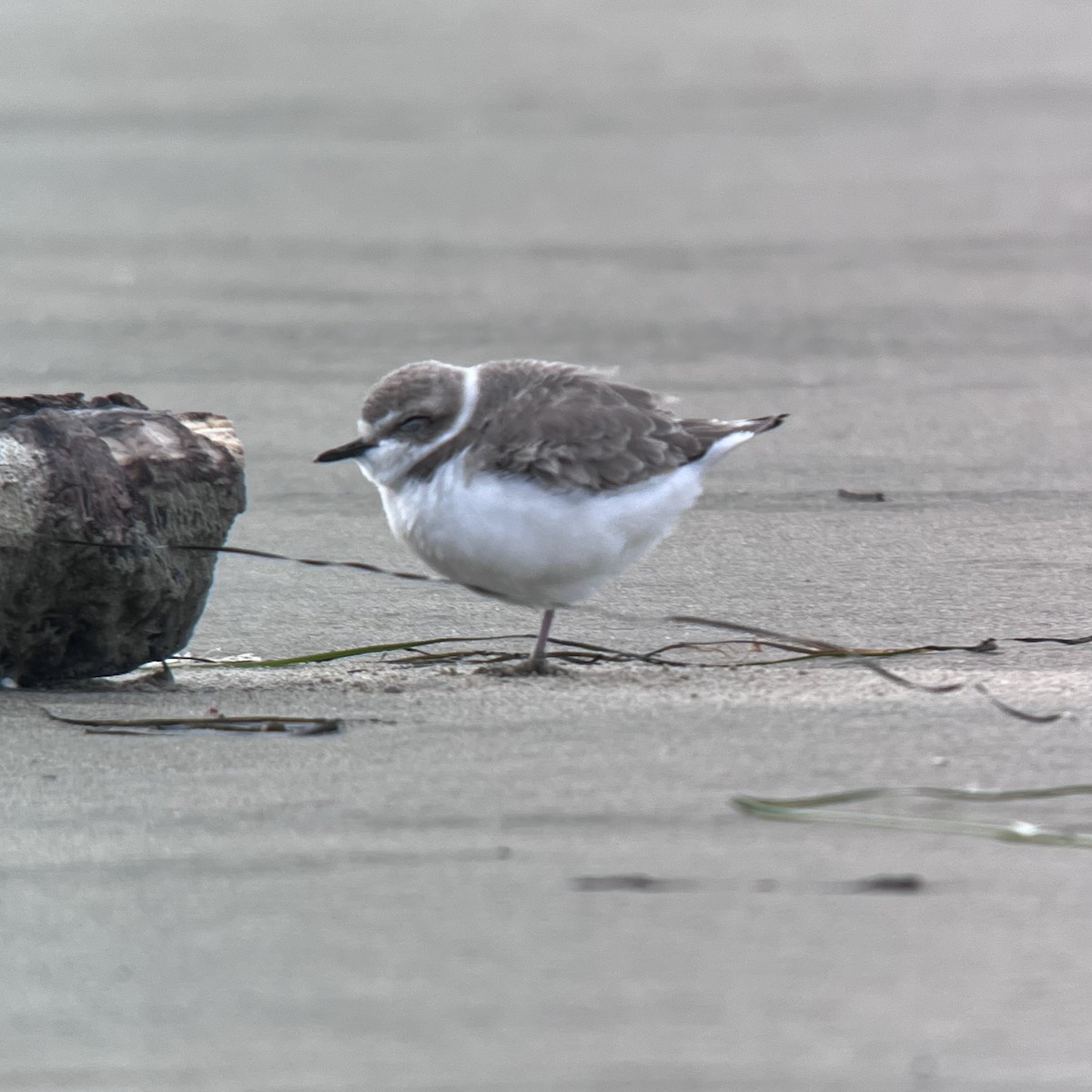 Snowy Plover - ML614893384