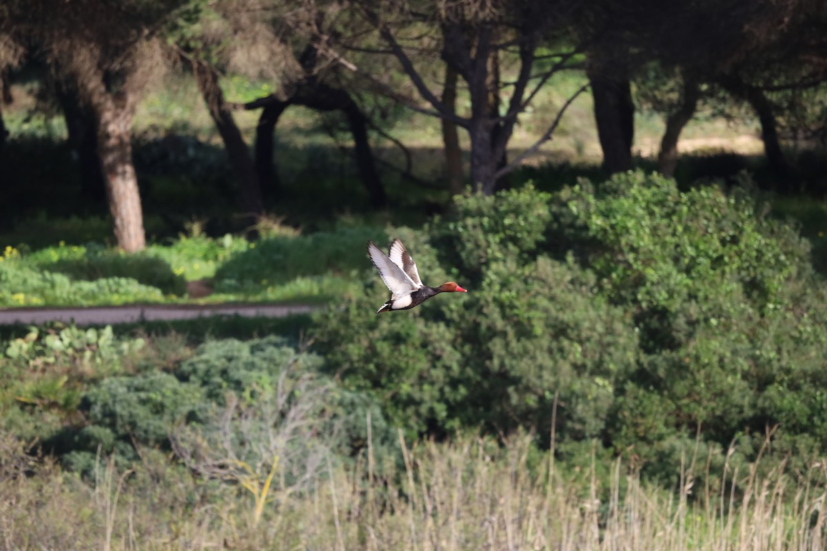 נטה אדומת-ראש - ML614893498