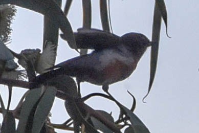 Black-throated Flowerpiercer - ML614893515