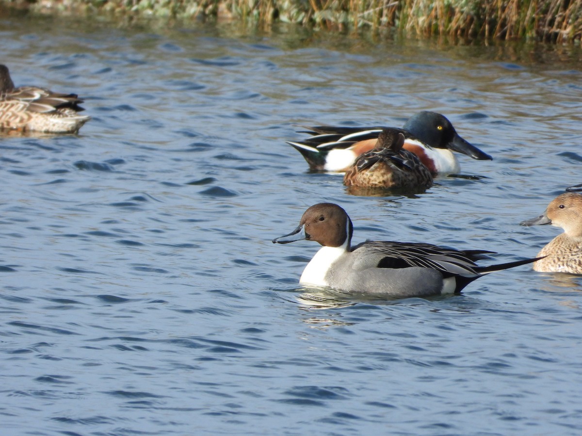 Northern Pintail - ML614893516