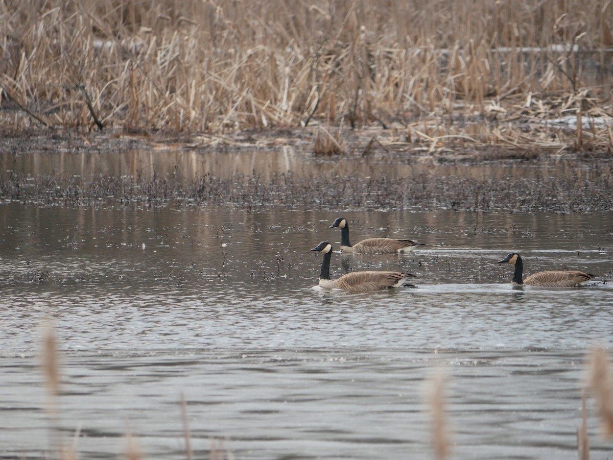 Canada Goose - ML614893567