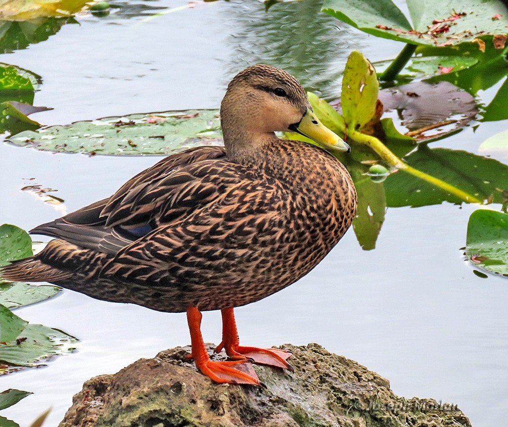 Mottled Duck - Joseph Morlan