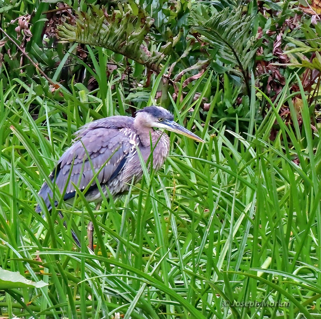 Great Blue Heron - Joseph Morlan