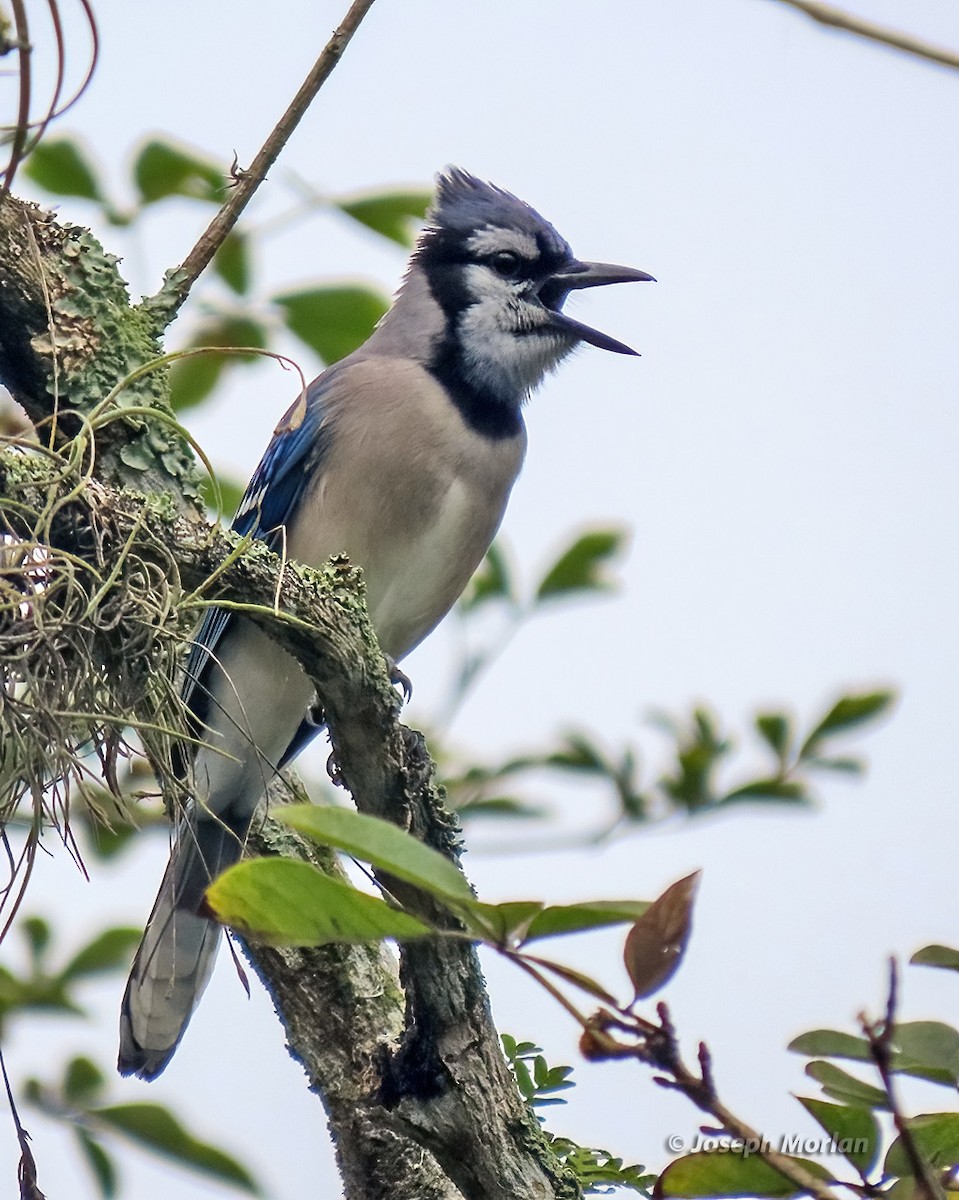 Blue Jay - ML614893605