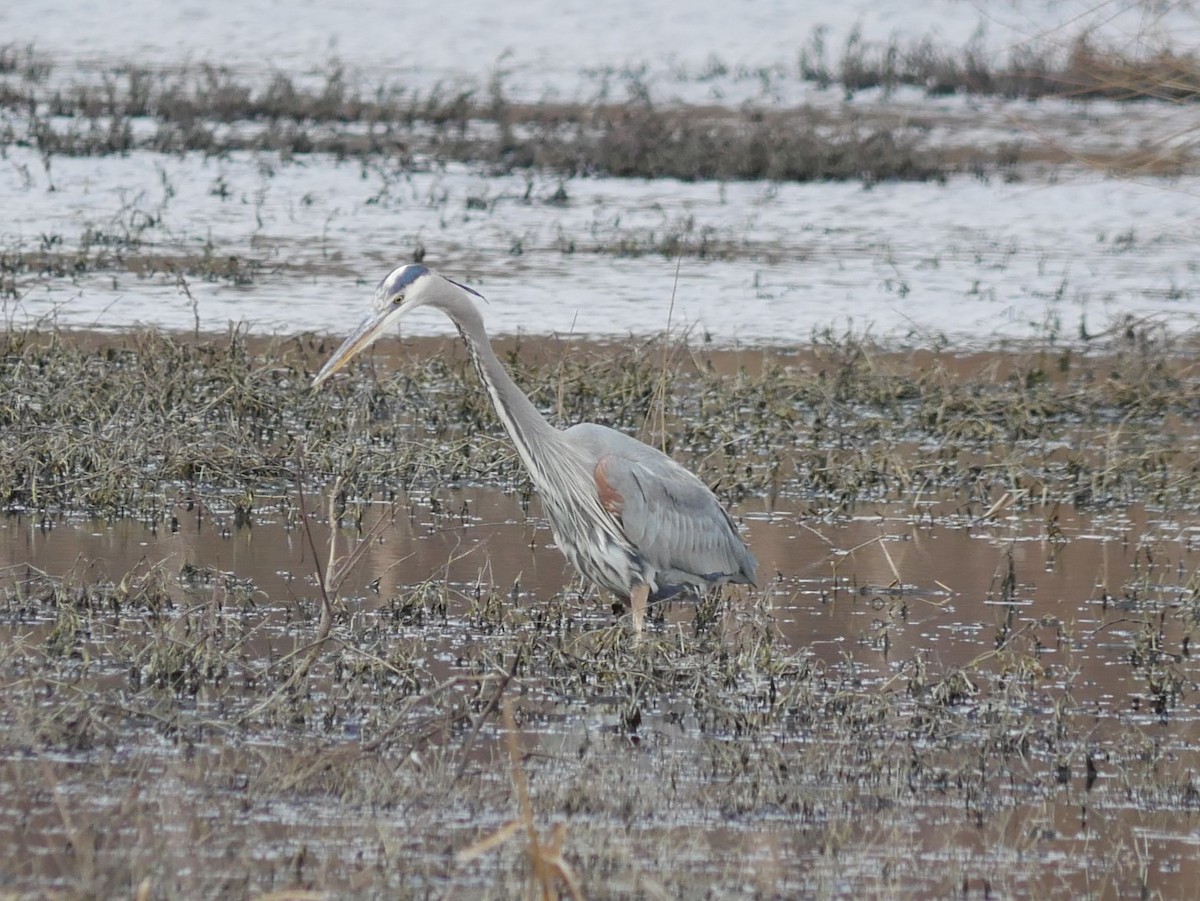 Great Blue Heron - ML614893611