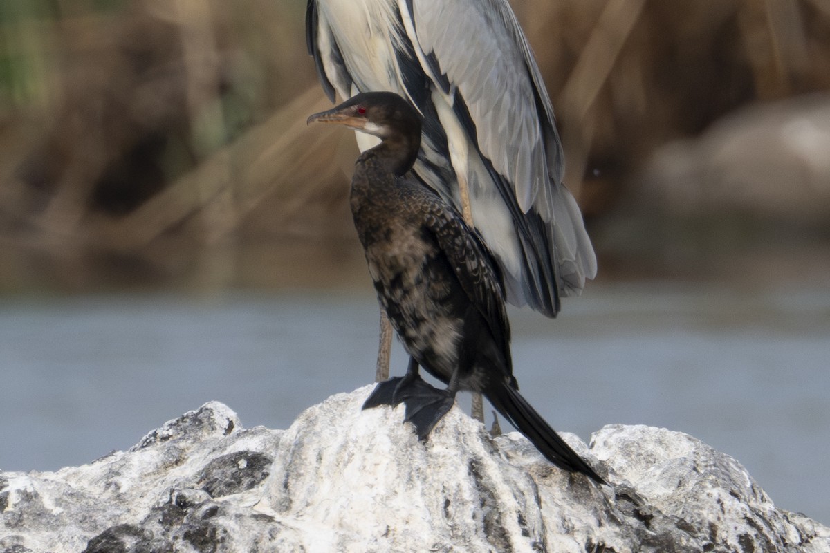 Long-tailed Cormorant - ML614893612
