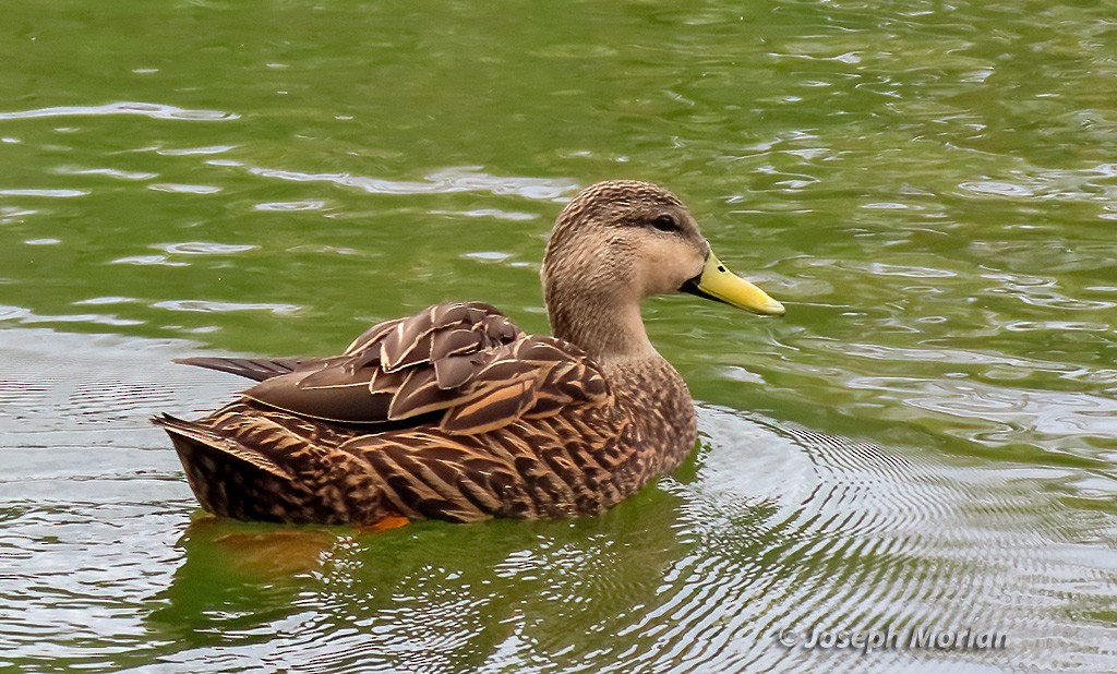 Mottled Duck - Joseph Morlan