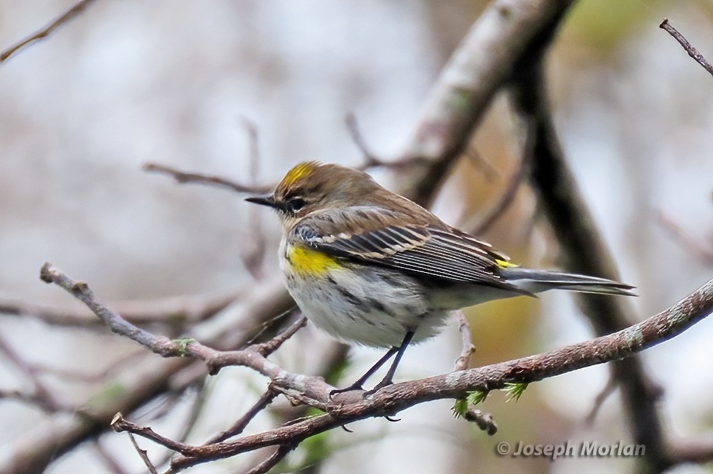 Yellow-rumped Warbler - Joseph Morlan