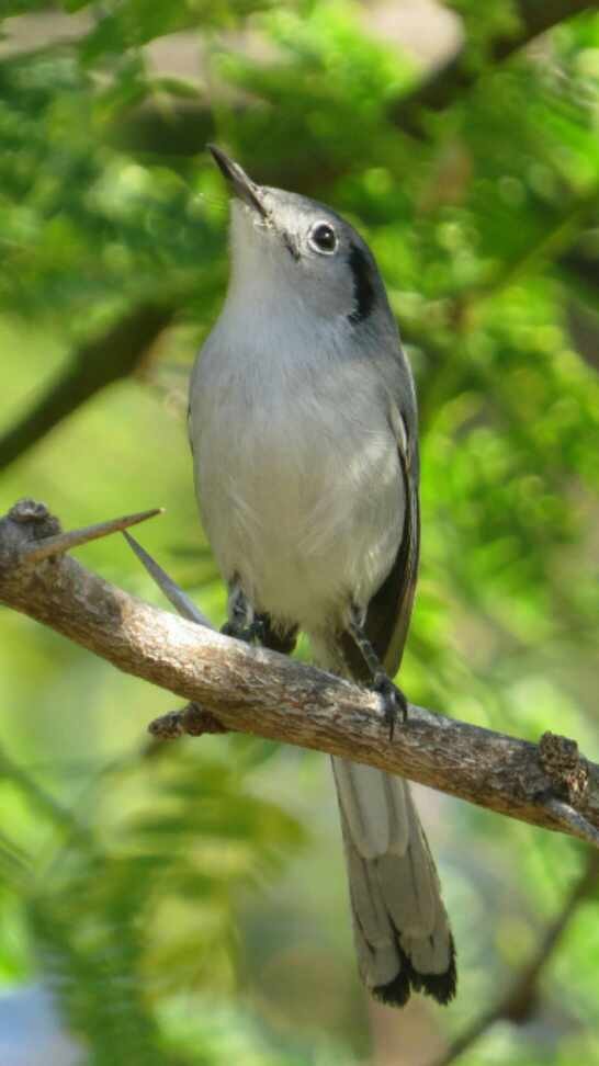 Cuban Gnatcatcher - ML614893707