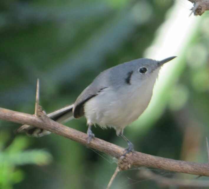 Cuban Gnatcatcher - ML614893727