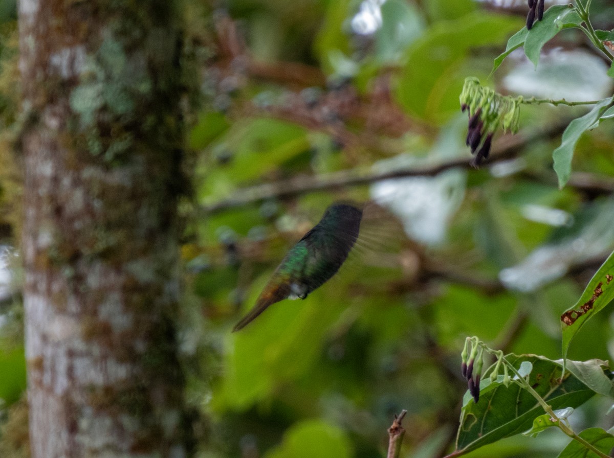 gyllenhalekolibri - ML614893736