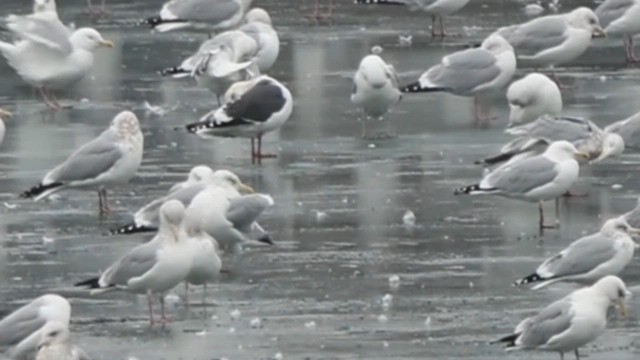 Slaty-backed Gull - ML614893743