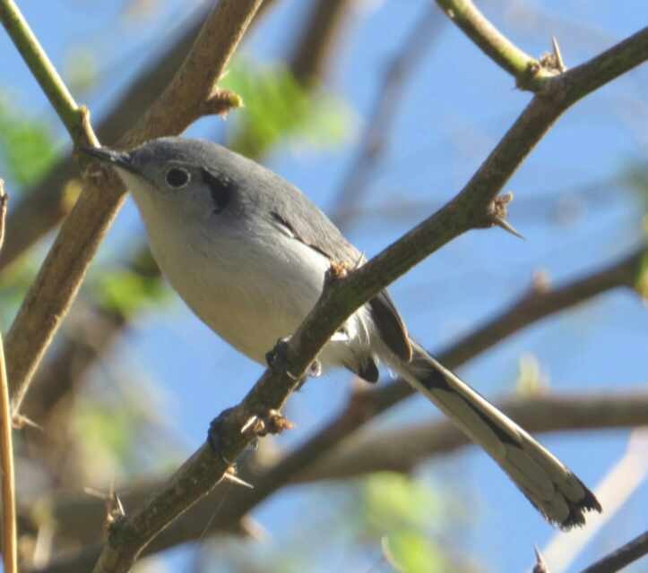 Cuban Gnatcatcher - ML614893767