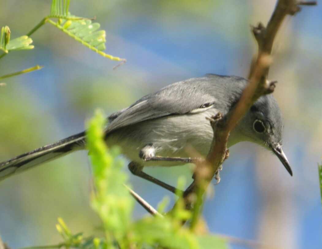 Cuban Gnatcatcher - ML614893771