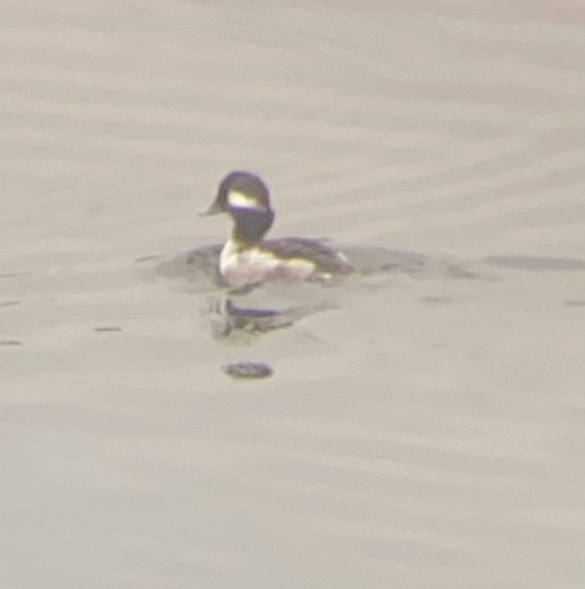 Bufflehead - ML614893812