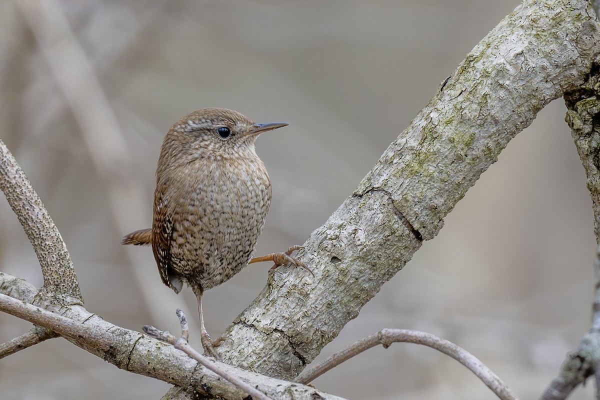 Winter Wren - ML614893834