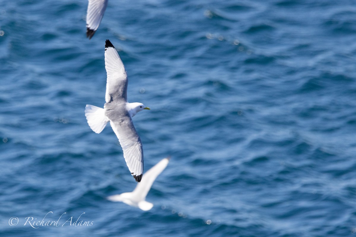 Black-legged Kittiwake - ML614893900