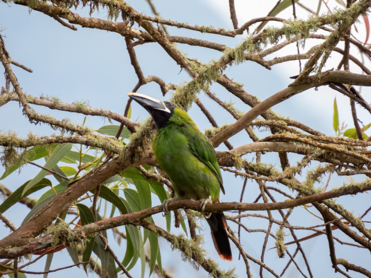 Toucanet à gorge blanche - ML614893917