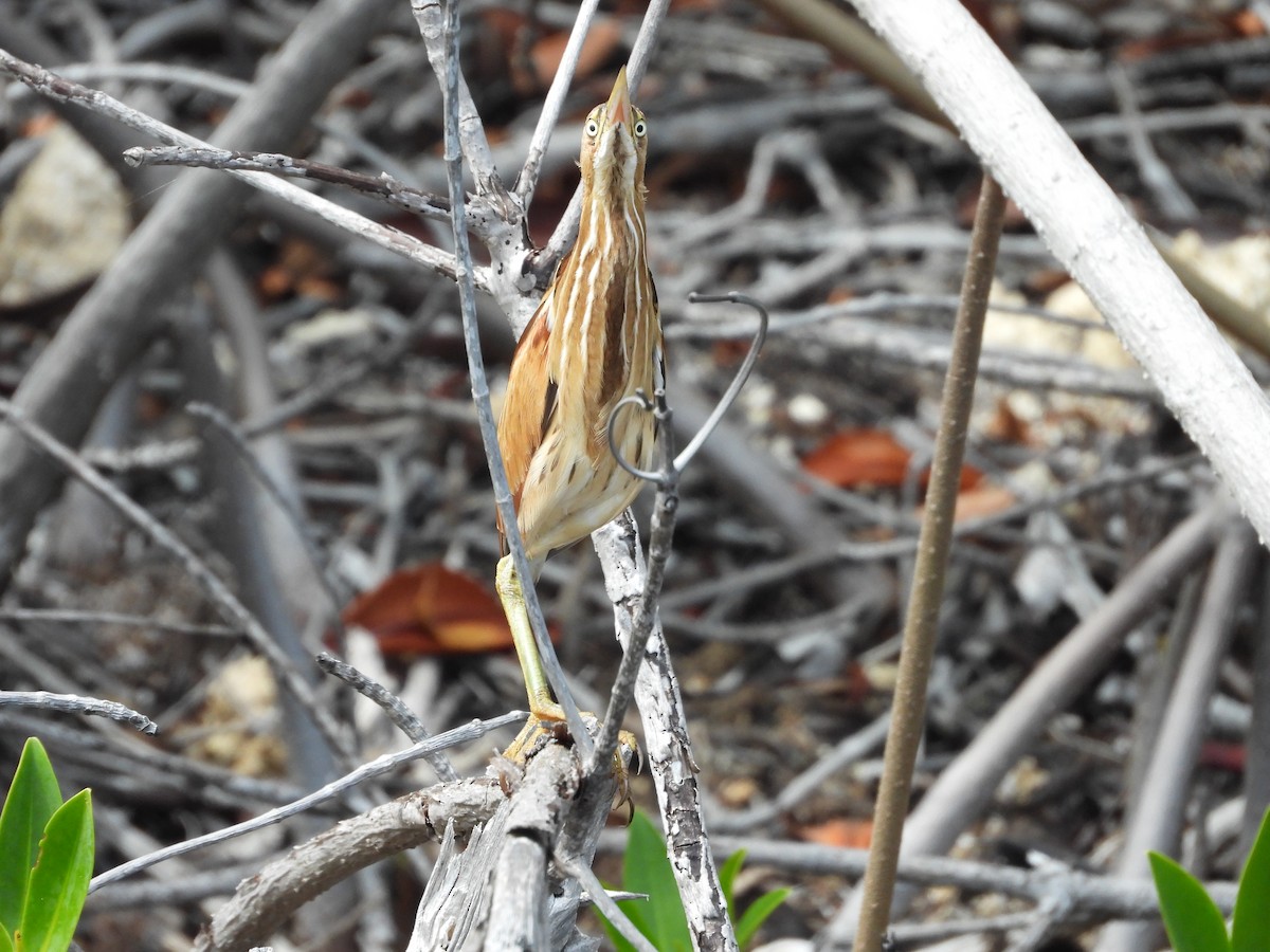 Least Bittern - ML614894029